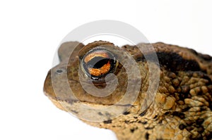 The eye of a toad
