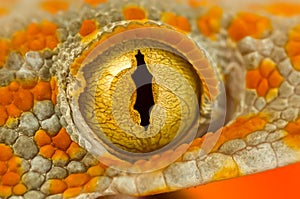 Ojo de lagarto 