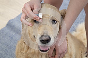 Eye treatment in dogs. Eye drops for dogs