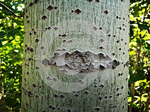 Eye of a tree in forest