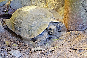 eye of turtle (selected focus) with its whole body on soil ground