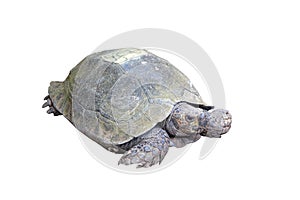 eye of turtle (selected focus) with its whole body on soil ground(isolated mode and have clipping path)