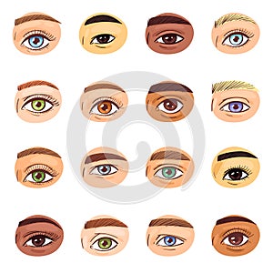 Eye vector human eyesight vision beauty female view of eyebrows eyelashes and eyelid illustration optical set of