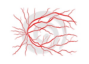 Eye vein system x ray angiography vector design isolated on whit photo