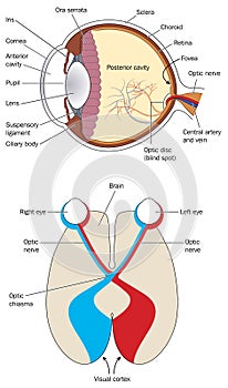 The eye and visual cortex