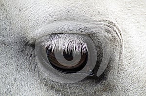 Eye of the white horse brown