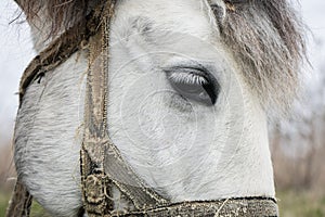 Eye of a white horse close up. Animal look on a leash