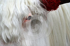 Eye of white yak