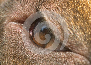 Eye of wild animal close up