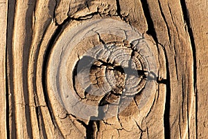 THE EYE OF THE WOOD 10