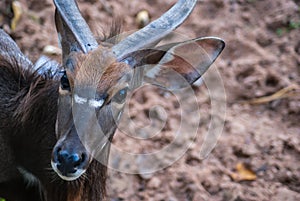 Eye of a young male kudu antelope