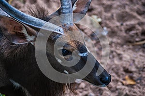 Eye of a young male kudu antelope