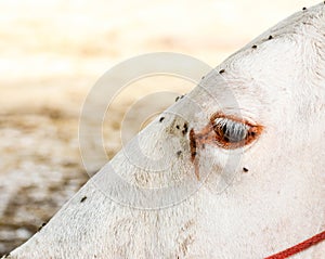 Eye of young white cow with fly.