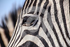 The eye of a zebra