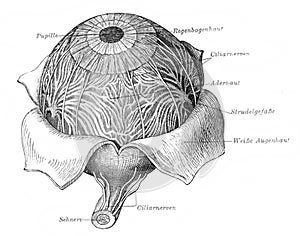 The eyeball in the old book Meyers Lexicon, vol. 2, 1897, Leipzig