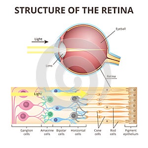 eyeball in section, structure of the retina, close-up photo
