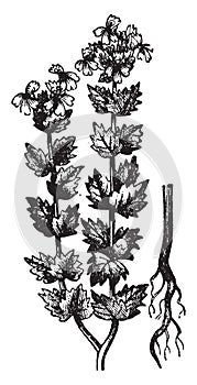 Eyebright, Euphrasia, herbaceous, flowering, plants, Orobanchaceae, natural, Scropulariaceae vintage illustration photo