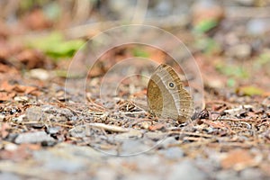 butterfly photo