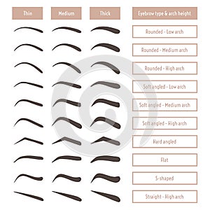 Eyebrow shapes. Various brow types. Vector table with eyebrows and captions. photo