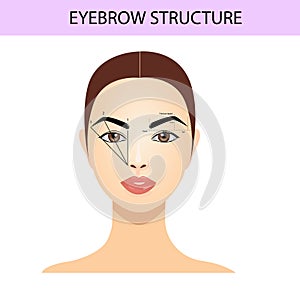 Eyebrow shaping tips, brows guide, vector illustration, tutorials photo