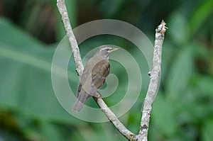 Eyebrowed Thrush Bird Turdus obscures