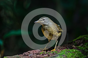 Eyebrowed Thrush Bird & x28;Turdus obscures& x29;