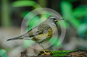 Eyebrowed Thrush Bird & x28;Turdus obscures& x29;