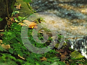 Eyebrowed Thrush Bird or White browed Thrush