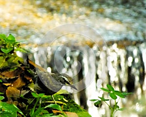 Eyebrowed Thrush Bird or White browed Thrush