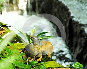 Eyebrowed Thrush Bird or White browed Thrush