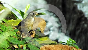 Eyebrowed Thrush Bird or White browed Thrush