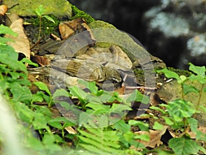 Eyebrowed Thrush Bird or White browed Thrush