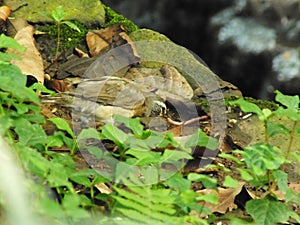 Eyebrowed Thrush Bird or White browed Thrush