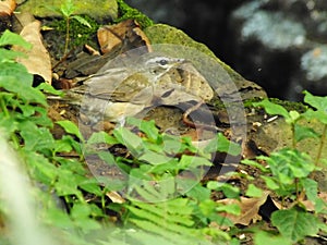 Eyebrowed Thrush Bird or White browed Thrush