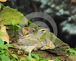 Eyebrowed Thrush Bird or White browed Thrush