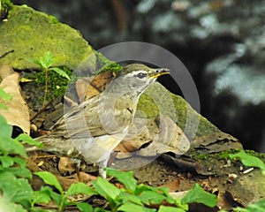 Eyebrowed Thrush Bird or White browed Thrush