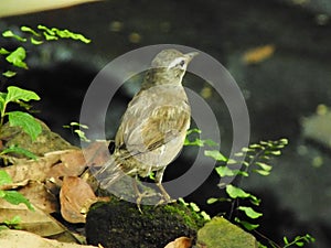 Eyebrowed Thrush Bird or White browed Thrush