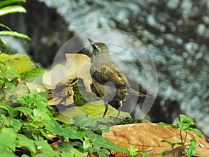 Eyebrowed Thrush Bird or White browed Thrush