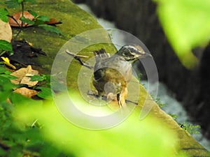 Eyebrowed Thrush Bird or White browed Thrush