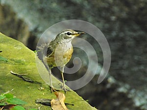 Eyebrowed Thrush Bird or White browed Thrush