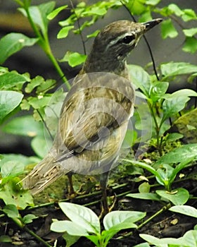 Eyebrowed Thrush Bird or White browed Thrush