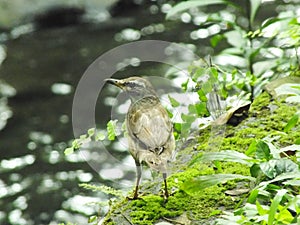 Eyebrowed Thrush Bird or White browed Thrush