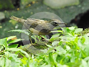 Eyebrowed Thrush Bird or White browed Thrush