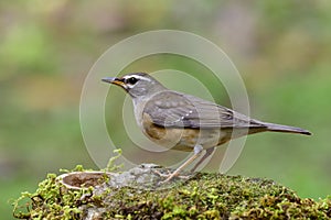 Eyebrowed thrush Turdus obscurus Turdidae family perchig on feeding station in garden of Chiang Rai Mae Fah Luang photo