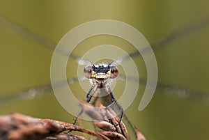 Eyecontact with a damselfly, green background