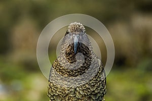 Eyecontact with kea parrot, New Zealand