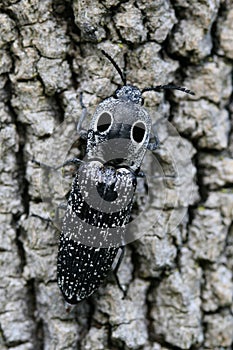 Eyed Click Beetle (Alaus oculatus)