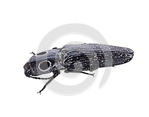 Eyed Click Beetle, Alaus oculatus