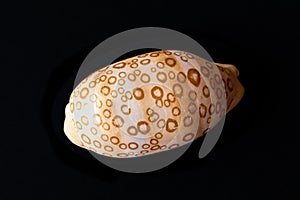 Eyed Cowrie Seashell. Cypraea Argus Linne