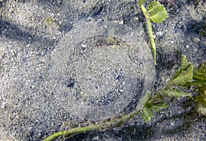 An Eyed Flounder (Bothus ocellatus) in Florida